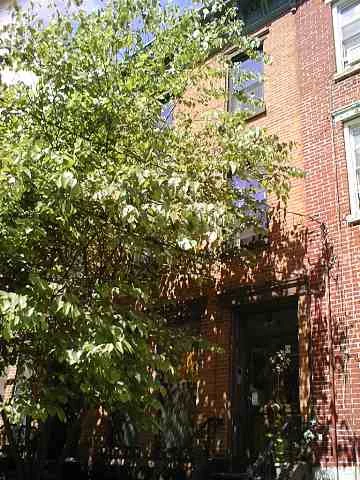 RENOVATED 2BED, 1.5 BATH DUPLEX CONDO W DEEDED TRANQUIL GARDEN. UNIT FEATURES LOTS OF WINDOWS W WOOD SHUTTERS, HARDWOOD FLOORS TOTALLY RENOVATED OPEN KITCHEN W TILED BREAKFAST BAR, TIN BACKSPLASH, CHERRY CABINETS, ALL UPGRADED SS APPLIANCES WITH HOOD, TRACK LIGHTING, WASHER DRYER IN UNIT. CLSOE TO SUPERMARKET, PARK, LITE RAIL AND BUSES.