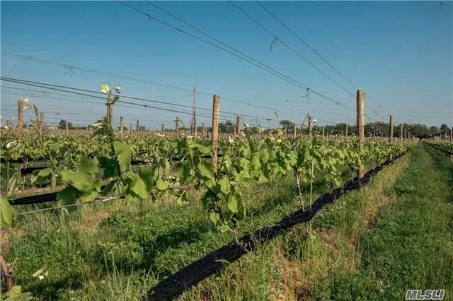 22.56 Acres Of Drs Farmland W/Approx 9 Acres Planted In Vitis Vinifera Wine Grapes - Balance Of Land Open, Tilleable Farmland - Adjacent To Plt Lands Actively Farmed. Vines Approx 4Yrs Old - Producing About $35K Revenue After Costs...Projected. Equipment Included. Call For List.