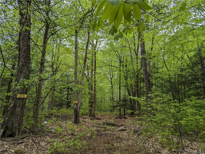 Off-Grid Oasis Awaits: Build your dream on 2.9 peaceful acres in Wawarsing. Sun-dappled hardwoods, pines, and a roughed-in driveway offer a head start. Ideal for self-sufficient living (electric 1900 ft away). Hike, bike, or fish right out your back door (DEP land & Rondout Reservoir nearby). Perfect escape or forever home! Seller financing available.  Great Location: Minutes from Grahamsville, Ellenville, Kerhonkson & State Parks.